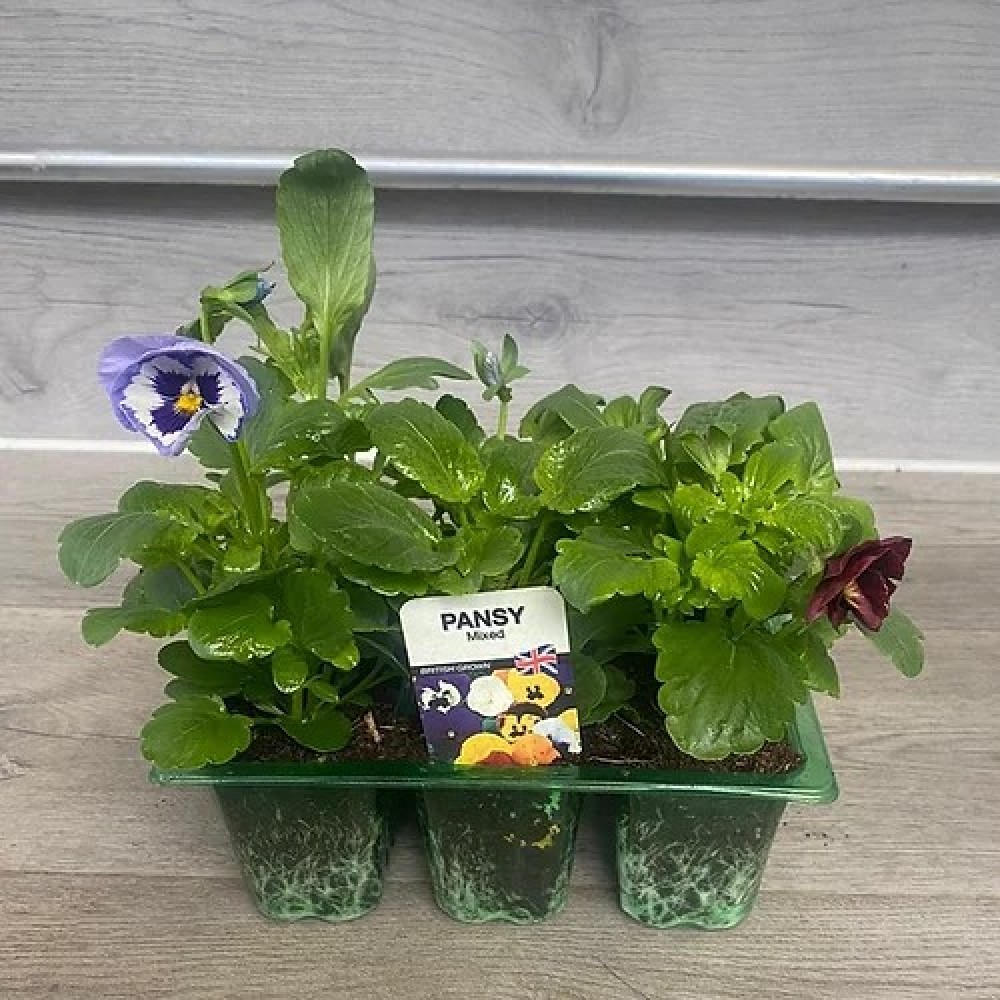 Pansy's - Mixed - 6 pack