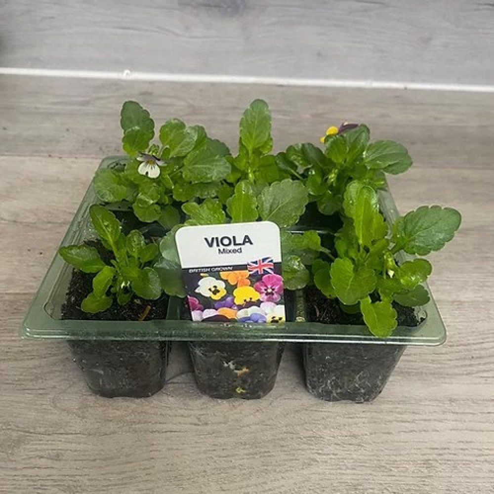 Viola mixed 6 pack