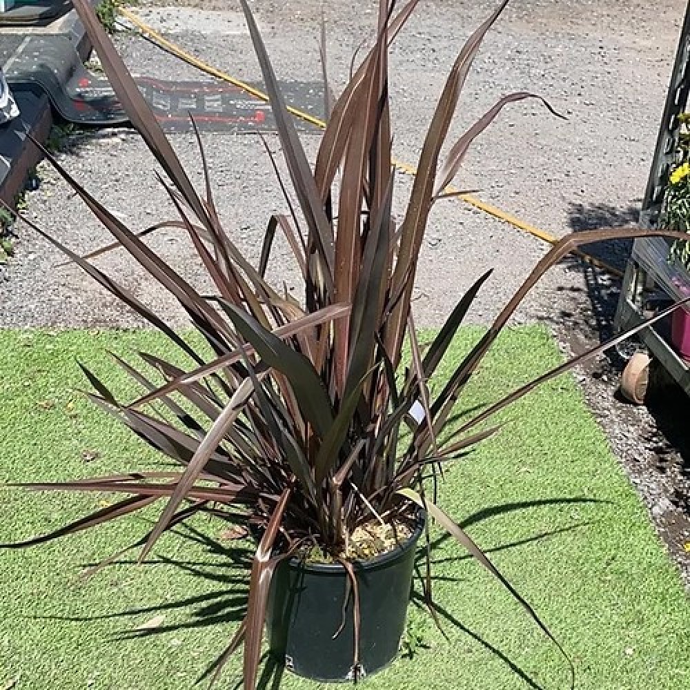 Phormium tenax 2ft Red or Green
